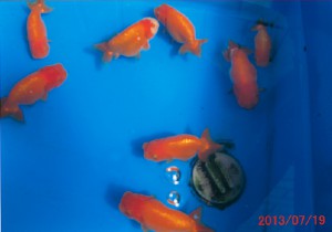 201307_Goldfish-02